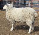 Sheep Trax Lucia 326L